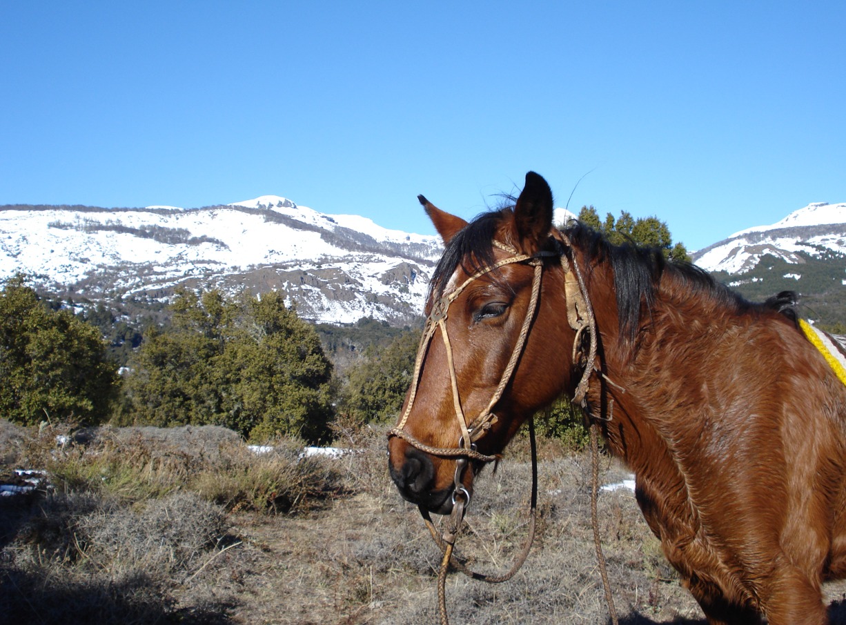 Cabalgatas en San Martin de los Andes - 3 horas hasta Las Pendientes