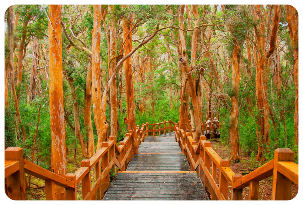 Excursiones en Bariloche - Isla Victoria y Bosque de Arrayanes